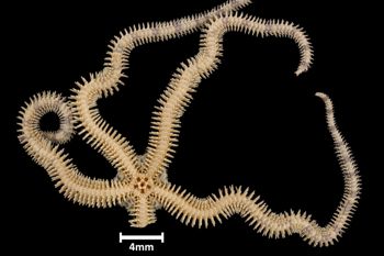 Media type: image;   Invertebrate Zoology OPH-5047 Aspect: ventral